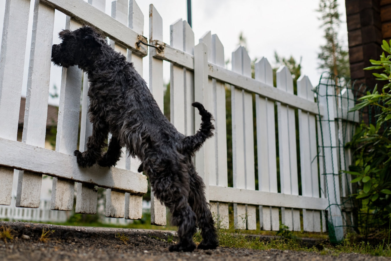 Pet and dog fencing